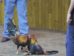 Deducen que el móvil tiene que ver con la delincuencia organizada, de grupos que se disputan el territorio. EL INFORMADOR / ARCHIVO