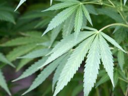 La iniciativa incluye a la cannabinoides sintéticos y tetrahidrocannabinol, como sustancias que tienen valor terapéutico. NTX / ARCHIVO