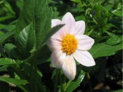 La dalia se ha utilizado como remedio contra la tos crónica y cólicos, y se probó su efectividad bacteriostática y fungicida. NTX / ARCHIVO