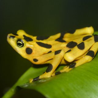 La ciencia acaba con la amenaza mortal para los anfibios