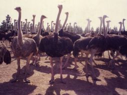 El avestruz puede dar más de 35 kilos de carne aprovechable. EL INFORMADOR / ARCHIVO