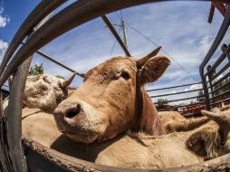 Se clonarán animales como perros rastreadores o de compañía, ganado bovino y caballos de carreras. EL INFORMADOR / ARCHIVO