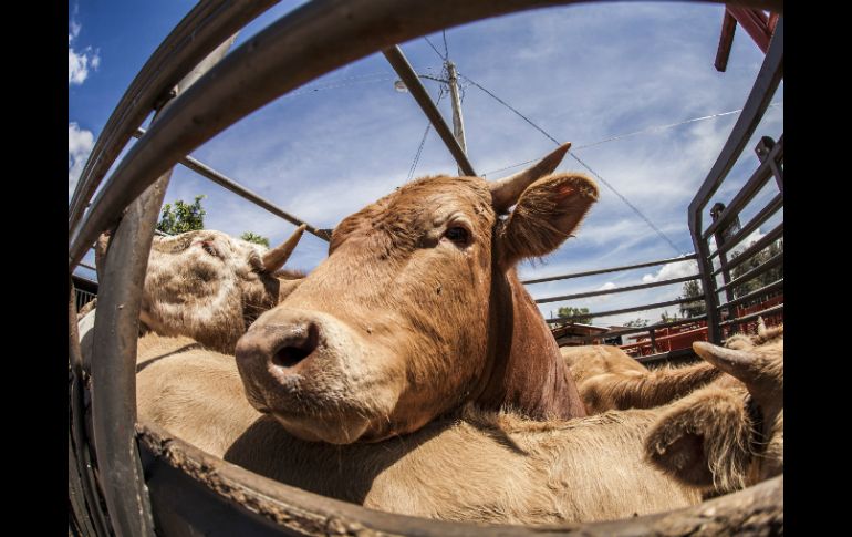 Se clonarán animales como perros rastreadores o de compañía, ganado bovino y caballos de carreras. EL INFORMADOR / ARCHIVO