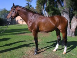 Para utilizar el hueso es necesaria la donación, ya que de lo contrario se podría caer en el tráfico de órganos. EL INFORMADOR / ARCHIVO