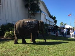 Seguidores del aspirante dieron paso al elefante mientras le tomaban fotos. TWITTER / @sbustosAP