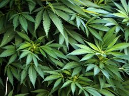 ''El prohibicionismo tiene consecuencias graves, lo único que ha hecho es que crezcan mercados clandestinos'', señalan. EFE / ARCHIVO