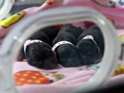 Están trabajando en la clonación de pura sangres y perros policías. AFP / Boyalife group