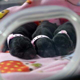 Una 'fábrica' de clones promete vacas, caballos y hasta bebés a la carta