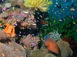 La pacifigorgia o abanico del pacífico tiene aproximadamente de 35 a 40 especies diversas. AFP / ARCHIVO