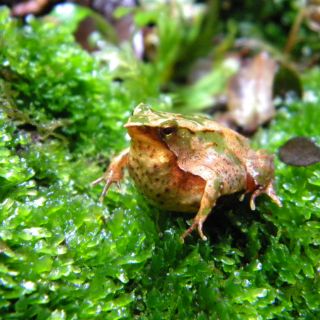 Descubren tres nuevas especies de sapos diminutos en Brasil