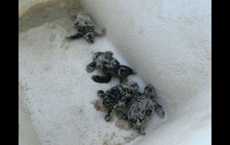 Según la NOM la especie está bajo el estatus de 'sujetos a protección especial'. NTX / ARCHIVO