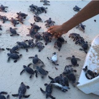 Decomisan 348 kilos de carne de tortuga en Ensenada