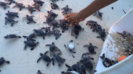 En días pasados, más de 888 mil 300 crías de tortuga fueron liberadas en Cancún. EL INFORMADOR / ARCHIVO