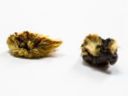 La oruga peluche oculta debajo de su felpa un casco con espinas que secretan veneno. EL INFORMADOR / ARCHIVO