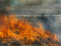 Antes de incinerar la mariguana, elementos federales entregaron una muestra representativa al Ministerio Público de la Federación. EL INFORMADOR / ARCHIVO