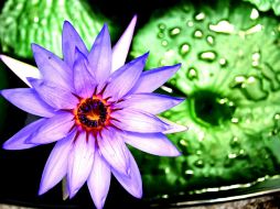 Confirman que las plantas con flores no desarrollaban tallos leñosos y no levantaban mucho del suelo. NTX / ARCHIVO