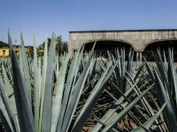 Fomentar la industria tiene como fin que más naciones conozcan la bebida. EL INFORMADOR / ARCHIVO