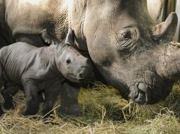 Pretendían unir óvulos con espermas de los machos que ya tenían congelados en un instituto de Berlín. EFE / ARCHIVO