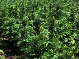 Buscan aprovechar bondades del cannabis para mejorar la vida de las personas. EL INFORMADOR / ARCHIVO