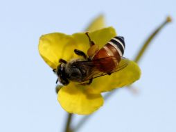 Los resultados señalan que los conflictos sensoriales llevan a las abejas a tomar decisiones. EFE / ARCHIVO