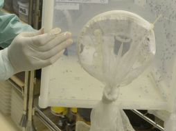 Señala que la población debe estar informada para reducir la densidad del mosquito. NTX / H. Araujo