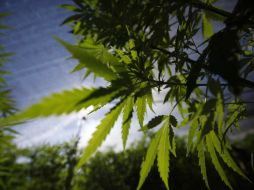 Se buscan las posibles aplicaciones medicinales del extracto de la planta. NTX / ARCHIVO