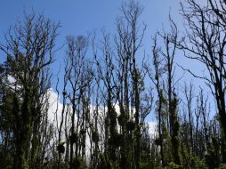 Durante este año se ha extendido en dos mil 430 hectáreas. AP / D. Dennison