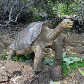 Islas Galápagos logra eclosión de huevos de tortugas