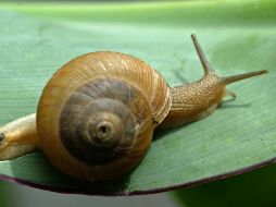 Expertos esperan encontrar en un futuro un fármaco que ayude para evitar enfermedades graves como el cáncer. AFP / ARCHIVO