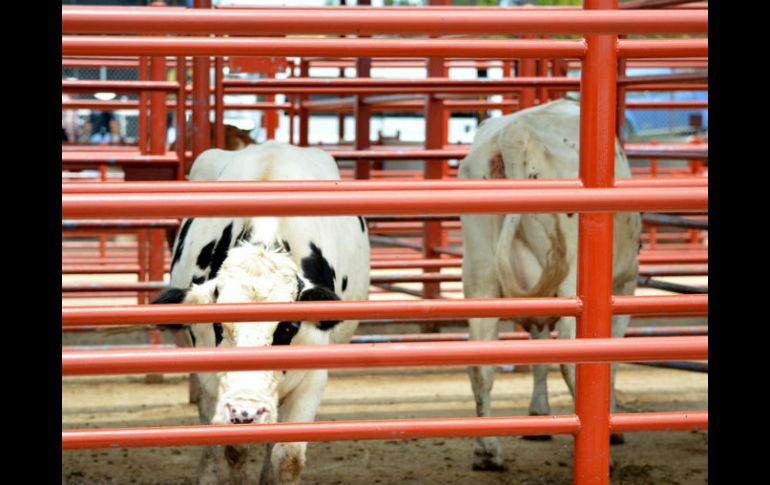 El Gobierno del Estado proyecta una inversión para 2016 de 150 MDP en procesos de sanidad animal. EL INFORMADOR / ARCHIVO