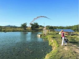 En tres años, la granja de Joel Rojero pasó de una producción anual de 20 a 100 toneladas de tilapia. ESPECIAL /