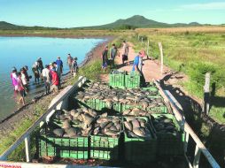 En esta granja de Tomatlán cultivan la tilapia, uno de los peces más baratos y consumidos en la actualidad. ESPECIAL /