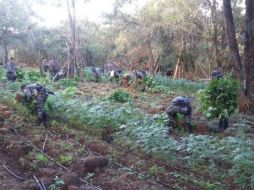 Las plantas tienen una altura de entre 40 centímetros a 1.20 metros. TWITTER / @FiscaliaJal