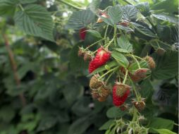 Javier Guízar Macías, delegado de Sagarpa, afirma que ya se han exportado 40 toneladas de berries al país asiático. EL INFORMADOR / A. Hinojosa