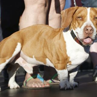 Clonan a su perro muerto y obtienen dos cachorros