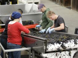 Chile es el cuarto exportador mundial de vino embotellado y primero del nuevo mundo. AP / ARCHIVO