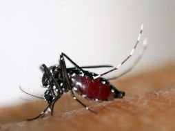 Jalisco es el tercer lugar nacional en casos, detrás de Veracruz y Sonora. AFP /