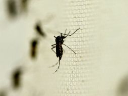 Los casos de dengue y chikungunya no disminuyeron con la entrada del invierno. NTX / ARCHIVO