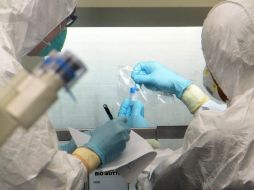 El Zika es uno de los virus transmitidos por mosquitos del género Aedes, junto con los del dengue y chikungunya. AFP / ARCHIVO