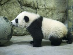 El pequeño panda nació el 22 de agosto y hasta ahora solo los empleados lo habían podido ver. AP / J. Magana