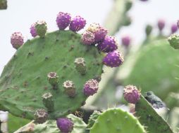 Frase con la que el charro le informa a la dueña de sus quereres que, aunque se ponga rejega, él se le impondrá. EL INFORMADOR / ARCHIVO
