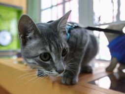 Al parecer el hombre sentía mucho afecto por su gato, por lo que se ha decidido escuchar su testimonio antes de concretar su pena. EFE / ARCHIVO