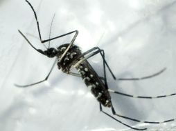 Afirman que es cuestión de tiempo antes de que el virus llegue a la isla. EFE / ARCHIVO