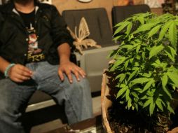 Para el nuevo análisis, investigadores examinaron estadísticas de estudios de sujetos que la consumían y otros que no. SUN / ARCHIVO