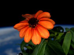 Según mencionan, la flor Zinnia tuvo problemas para crecer, pero pudo adaptarse gracias a los cuidados del astronauta. TWITTER / @StationCDRKelly
