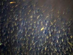 El dióxido afecta su cerebro y pierde su sentido de dirección y su habilidad para encontrar el camino a casa. EL INFORMADOR / ARCHIVO