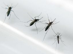 Advierten a sus habitantes de no viajar a países donde se han detectado casos de este virus. AFP / ARCHIVO