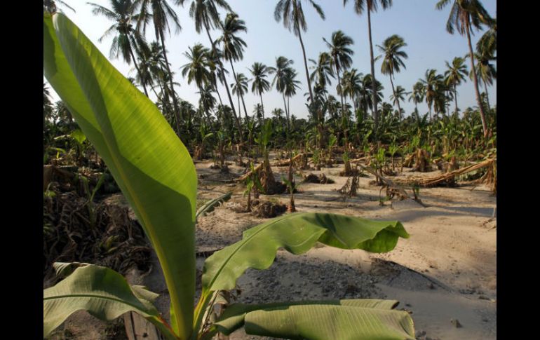 El paso del Huracán ''Patricia'' afectó cultivos de plátano y maíz, principalmente. EL INFORMADOR / ARCHIVO