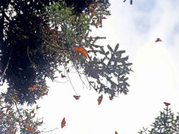 Desde noviembre del 2015 la Profepa implementó un plan para evitar la tala ilegal en la Reserva de la Biósfera Mariposa Monarca. SUN / ARCHIVO