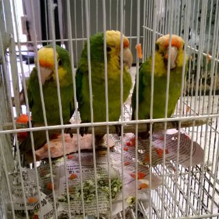 Tráfico de fauna silvestre, tercera actividad ilícita más redituable